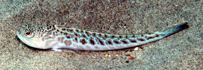 Echiichtys vipera 1