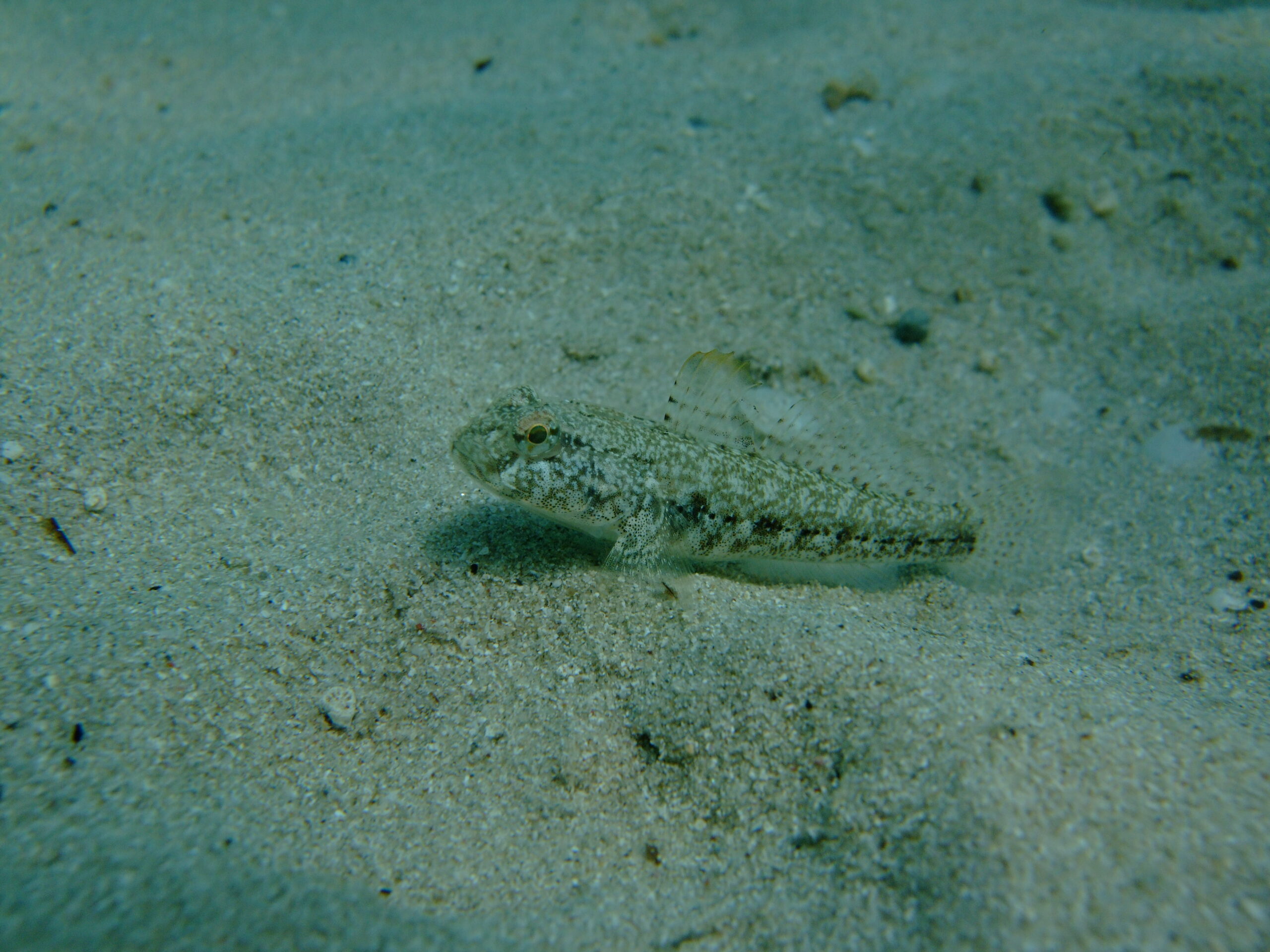 Gobius niger