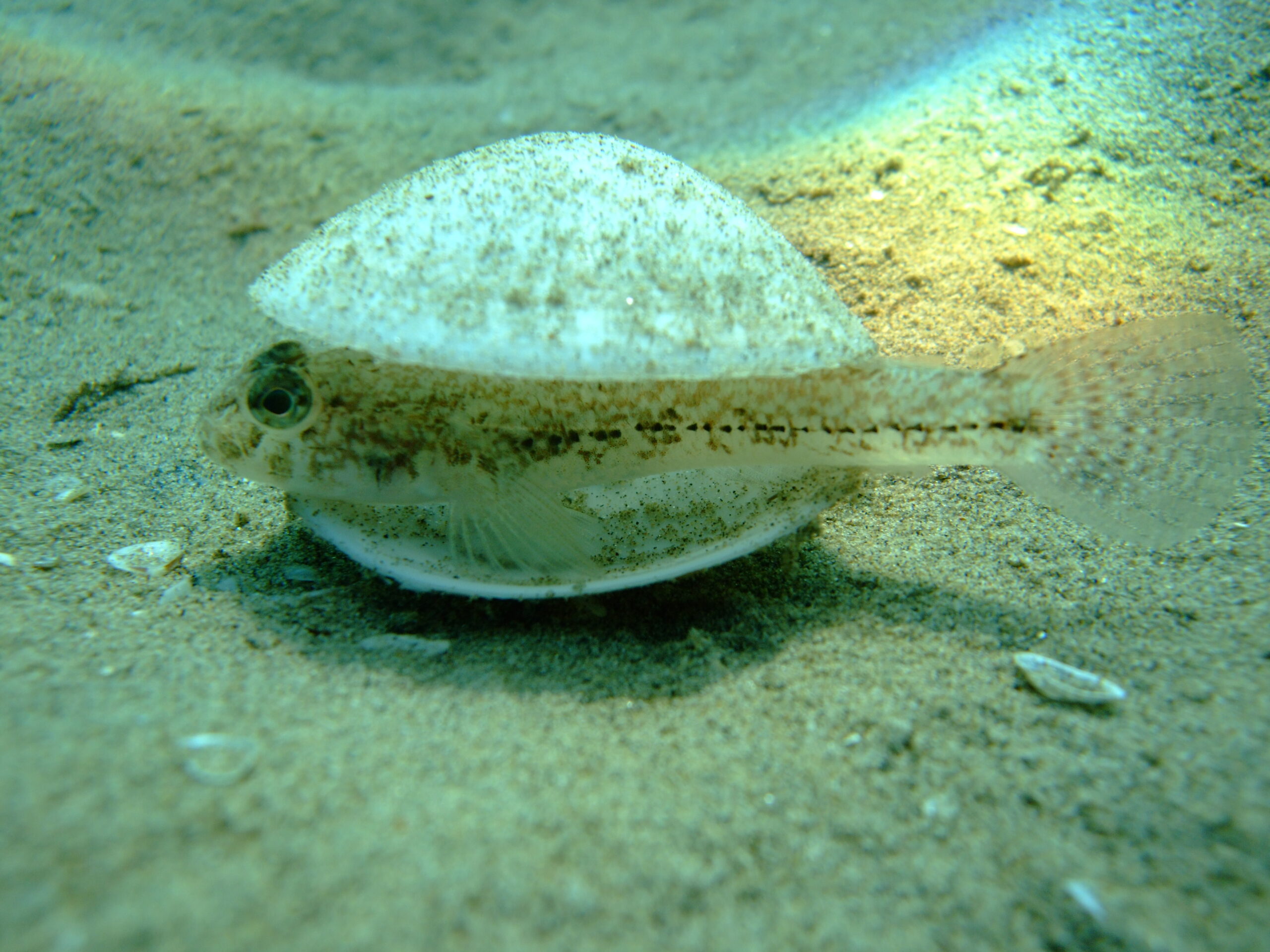 Gobius niger