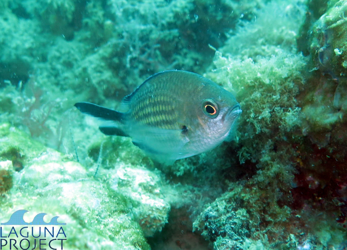 C. chromis in ambiente