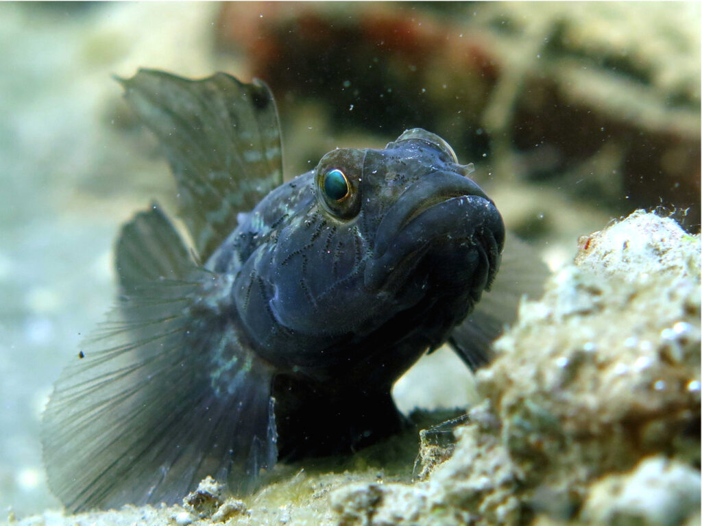 Gobius niger