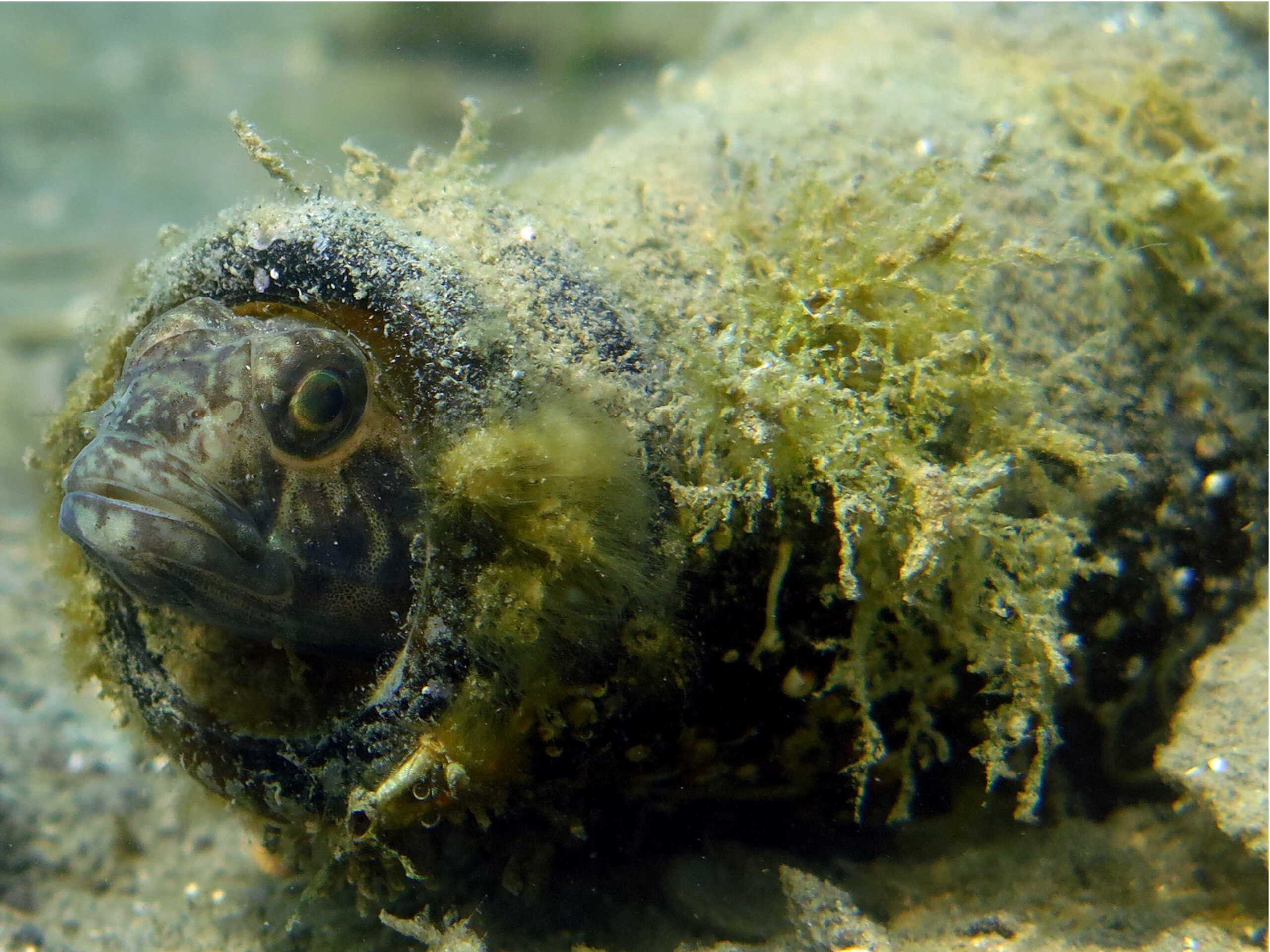 Gobius niger